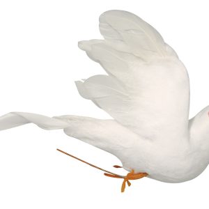 Veren-duif Wit 10cm